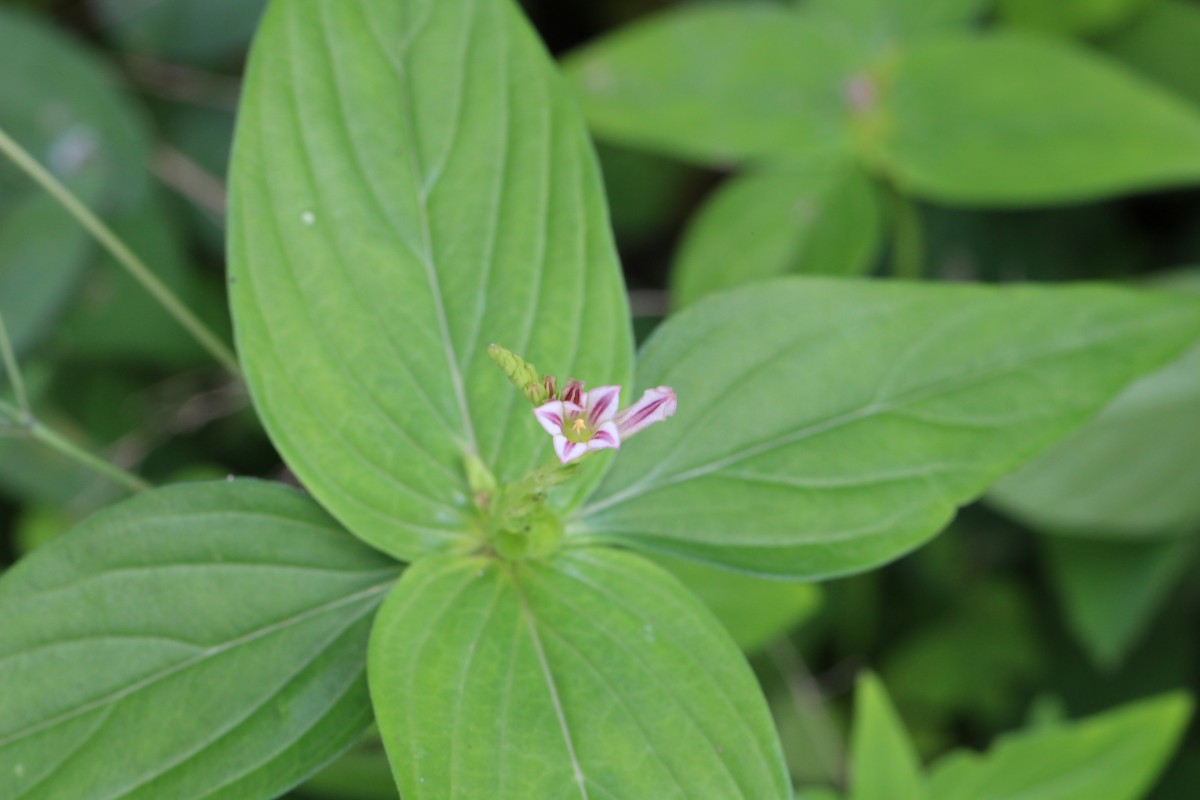 Spigelia anthelmia L.